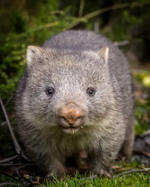 A close up portrait of a baby bare nosed wombat (Vombatus ursinus)