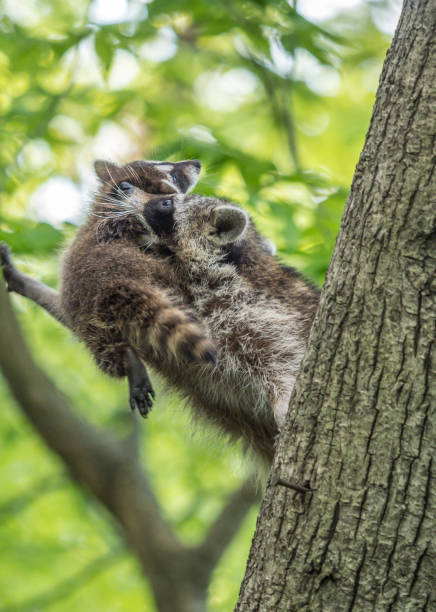 Racoon in tree with baby