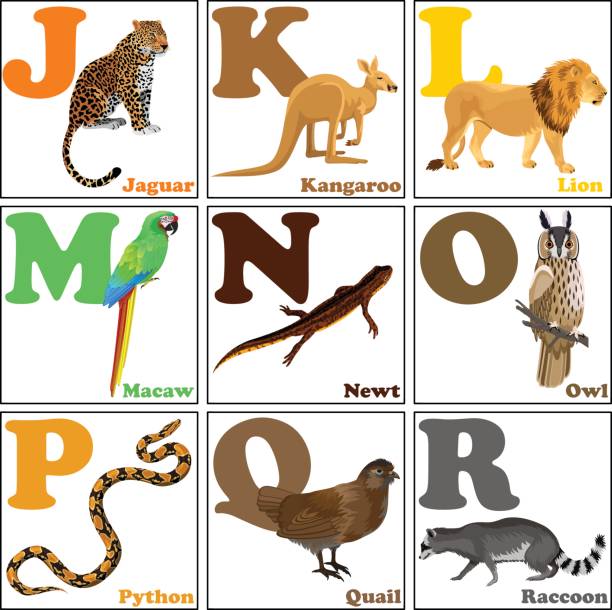 Vector Illustration Of Alphabet Animals From J To R Stock Illustration -  Download Image Now - iStock