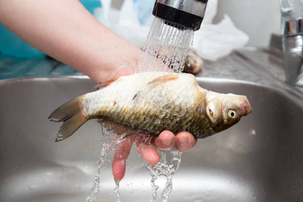 istock The cook washes the fish in the water 687981902