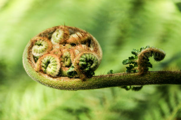 istock Cycas revoluta 687986644