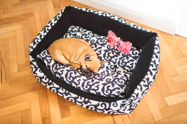 istock French bulldog in his dog bed 687987646