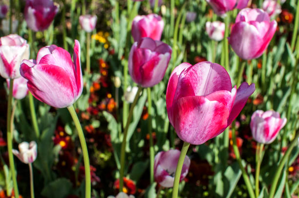 istock White-pink tulips closeup 687988298
