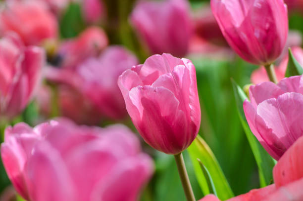 istock Flowers in the garden, Tulip 687988484