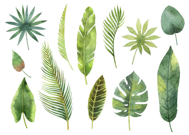 istock Watercolor set tropical leaves and branches isolated on white background. 687994384