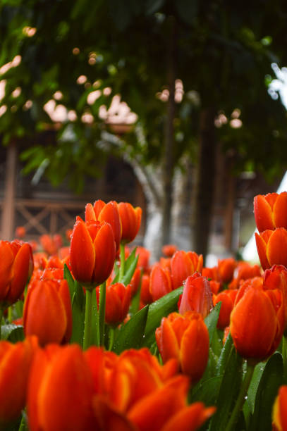 istock Flowers in the garden, Tulip 687994638