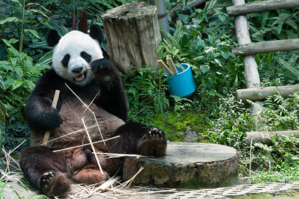 대나무를 먹고 잔 팬더 곰 - panda giant panda china eating 뉴스 사진 이미지