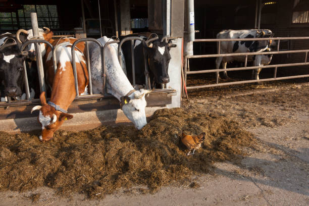 istock cows on organic farm in the netherlands feed and chicken also 688005472