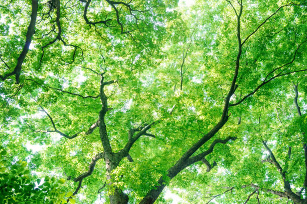 istock Look up at the trees in the forest 688005710