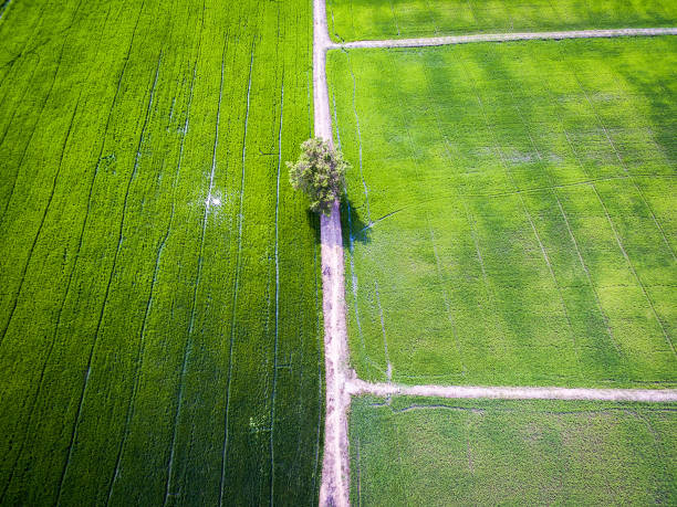 istock Single tree and texture of green rice farms 688008530
