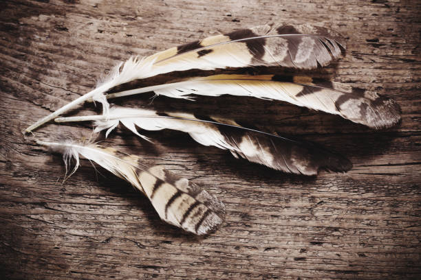 istock Feathers of a bird on a wooden background 688012010