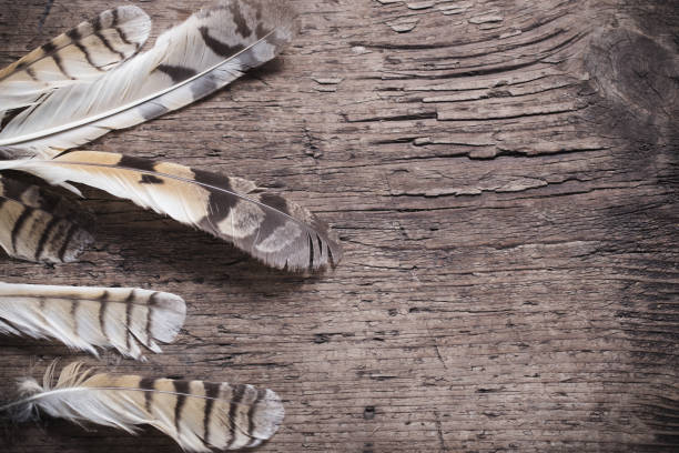 istock Feathers of a bird on a wooden background 688012014