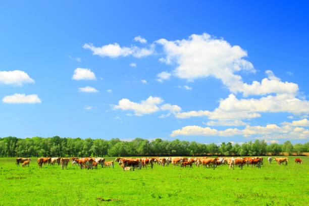 cows on farm - chew the cud imagens e fotografias de stock