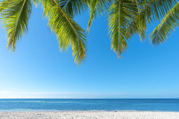 istock Palm leaf and tropical sea background 688012824