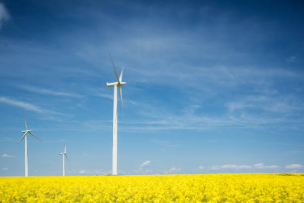 istock Yellow canola field with wind turbine, Germany 688014986