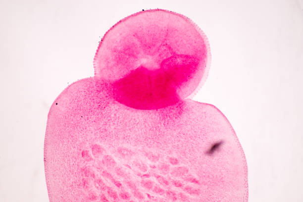 istock Aspergillus (mold) under the Stereo microscope view for education in laboratory. 688015006
