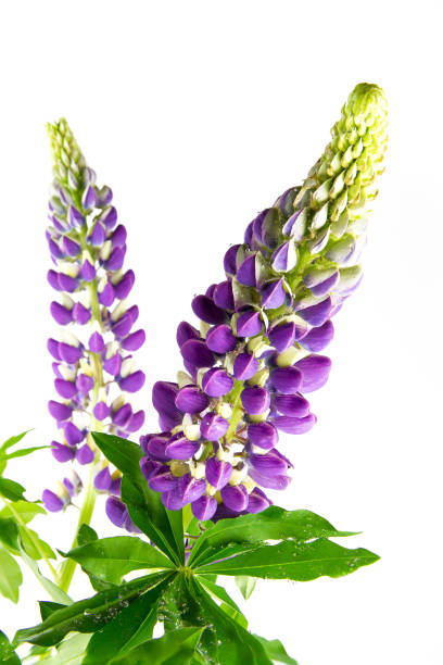 Photo of beautiful colorful flowers lupine with green leaves