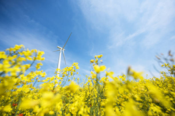 istock Yellow canola field with wind turbine, Germany 688015470