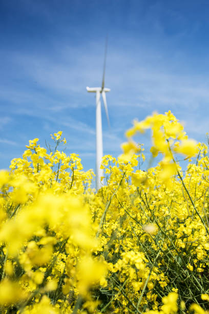 istock Yellow canola field with wind turbine, Germany 688015902