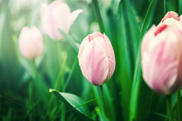 istock Pink tulip in soft focus 688015990