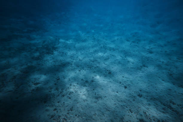 the ocean floor - bottom sea imagens e fotografias de stock