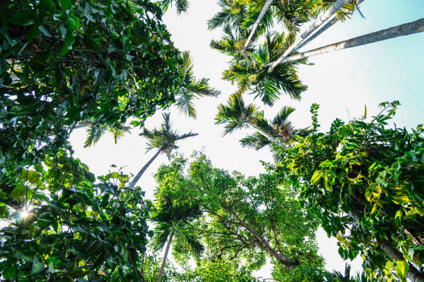 istock forest trees. nature green wood 688018714