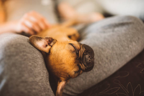 istock Sleepy puppy in owner's lap 688019378