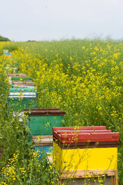 istock beehives near a canola field 688022714