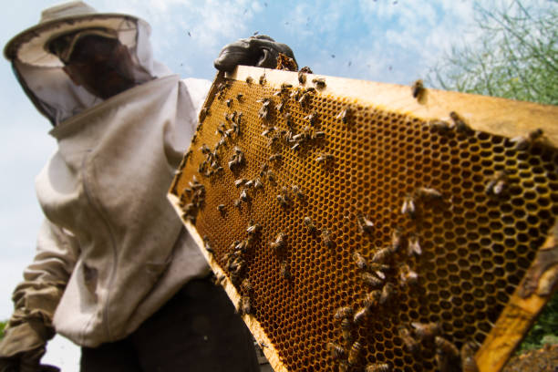 養蜂家が蜂の巣に取り組んで - apiculture ストックフォトと画像