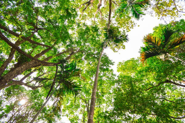 istock forest trees. nature green wood 688025464