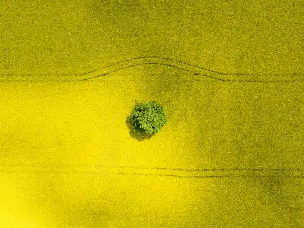 Germany: A lonely tree in a canola field at sunshine from above.