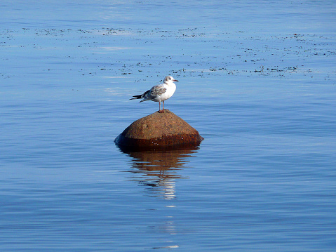 Seagull is sitting on a rock in the middle of a lake, surrounded by water