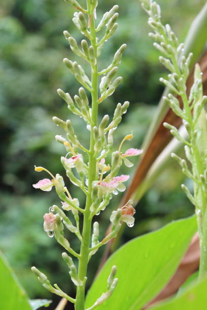 istock Galangal flowers are beautiful natural color. 688028996