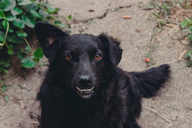 istock portrait of a black dog 688030104