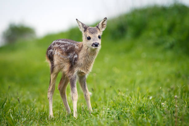 Young wild roe deer in grass, Capreolus capreolus. New born roe deer, wild spring nature.