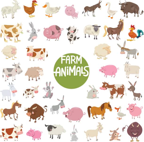 ilustraciones, imágenes clip art, dibujos animados e iconos de stock de sistema grande de animalitos de granja - livestock vector cute domestic cattle