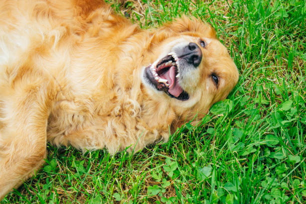 istock Golden Retriever ,nature,smile 688036962