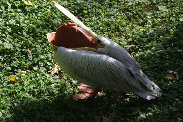 istock Pelican with its Tongue Out (Throat Pouch) 688037238