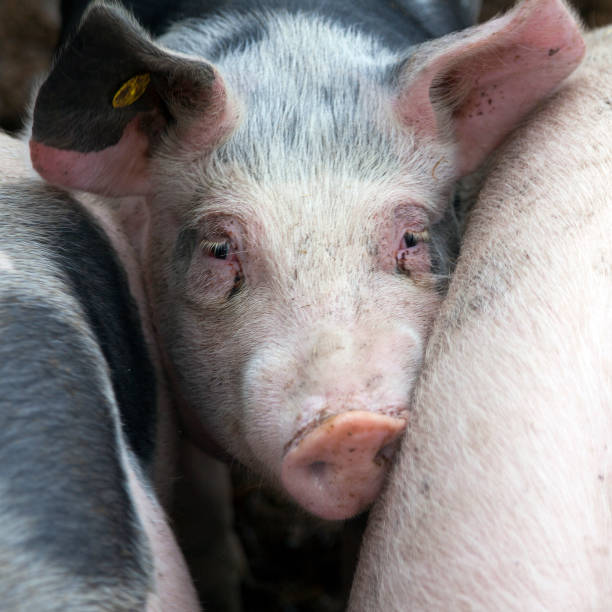 istock head of pig between two other pigs 688037514