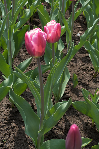 Two dark pink tulips in the flowerbed