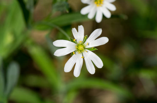 istock Stellaria holostea flower 688040610