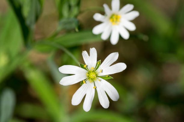 istock Stellaria holostea flower 688040624