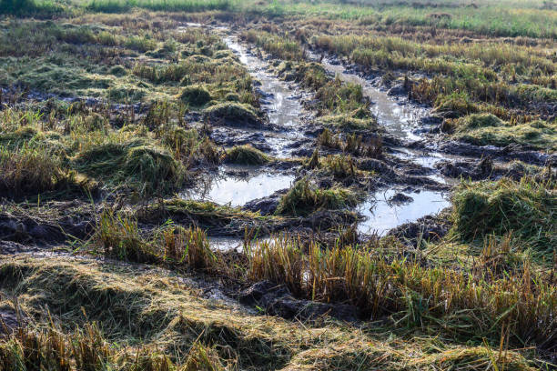 istock Tractor harvester tracks in muddy rice field. 688041276