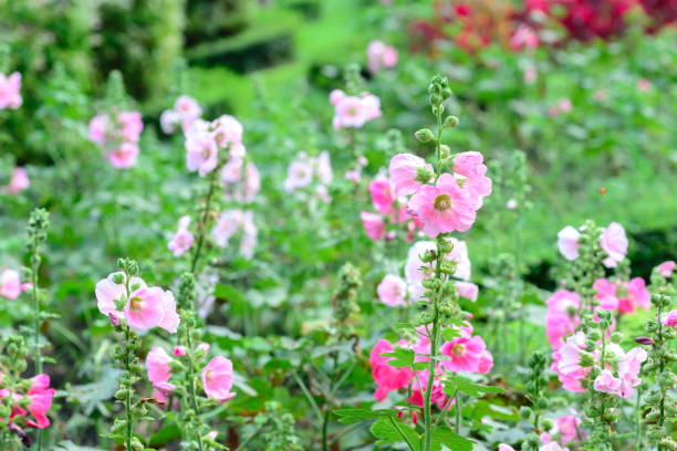 istock Beautiful hollyhock flowers in garden. 688041382
