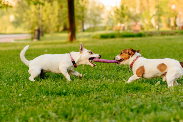 istock Two dogs playing tug of war game with puller toy 688041912