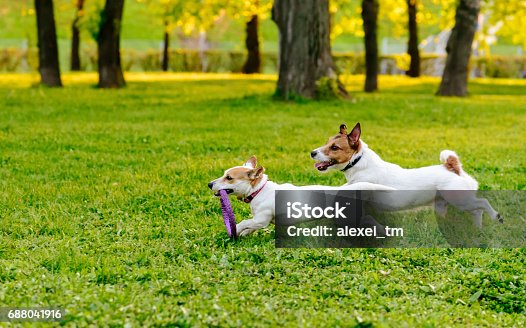istock Two dogs running at park lawn playing with puller toy 688041916