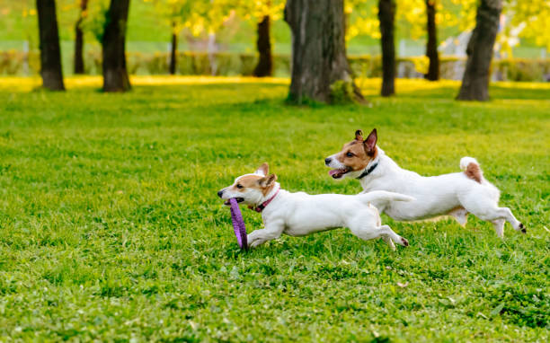 Two dogs running at park lawn playing with puller toy Pair of Jack Russell Terriers at evening spring park dog running stock pictures, royalty-free photos & images