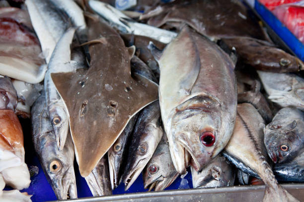 istock Dead fish on sale in market 688044898