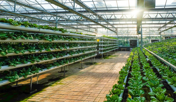 greenhouse vegetable factory greenhouse vegetable factorygreenhouse vegetable factory genetically modified food stock pictures, royalty-free photos & images