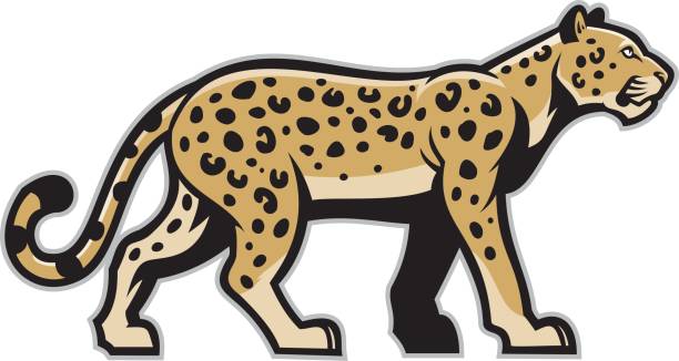 illustrazioni stock, clip art, cartoni animati e icone di tendenza di maestosa mascotte leopardo - tiger roaring danger power